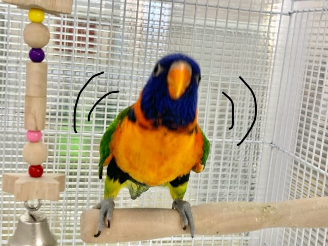 ゴシキセイガイインコ