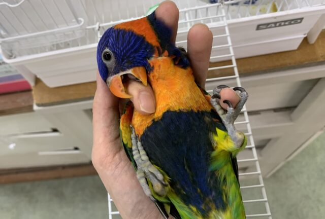 ゴシキセイガイインコ