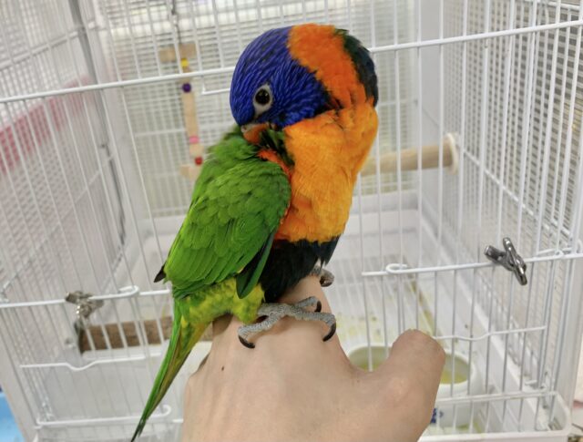 ゴシキセイガイインコ