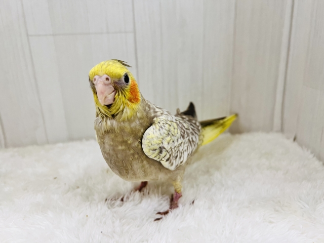 オカメインコ