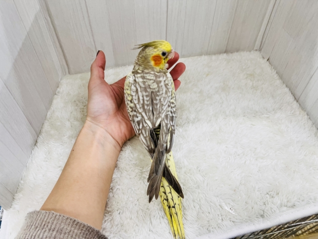 オカメインコ