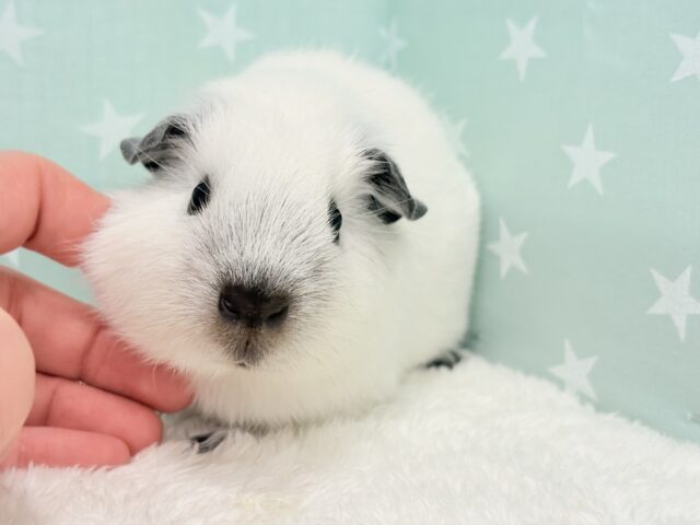 ロシアンスモークモルモット