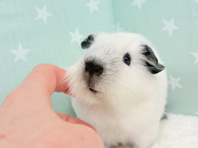 ロシアンスモークモルモット