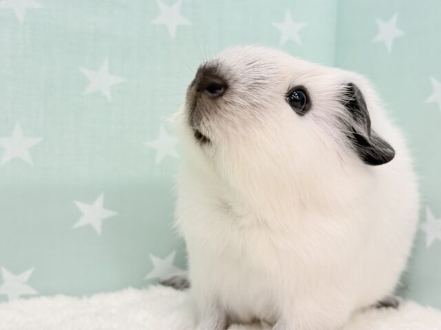 ロシアンスモークモルモット