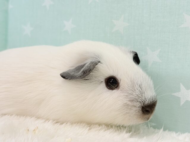 ロシアンスモークモルモット