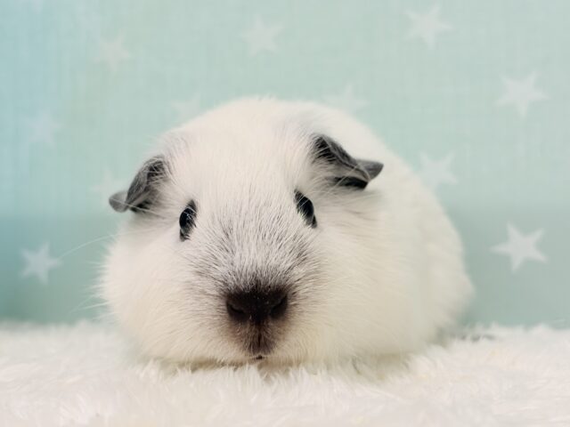 ロシアンスモークモルモット