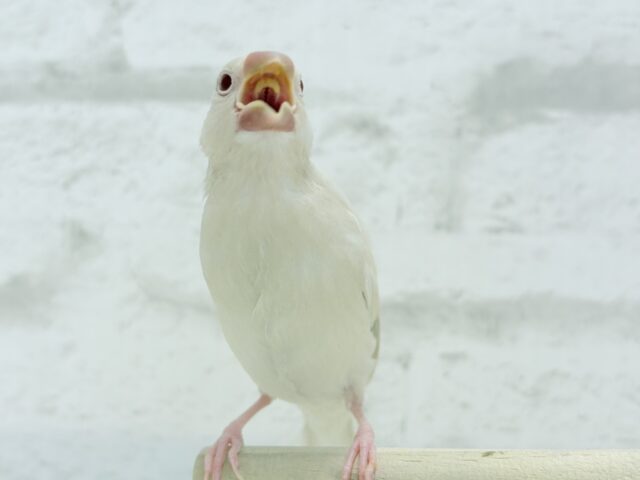 シルバーイノ文鳥