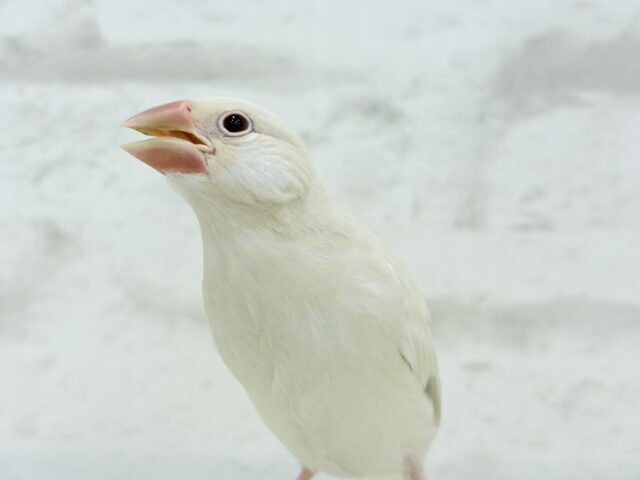シルバーイノ文鳥