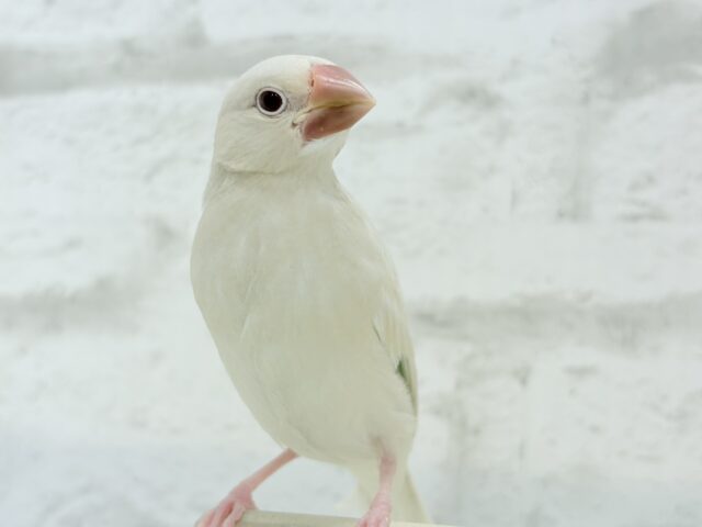 シルバーイノ文鳥