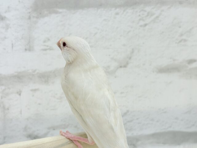 シルバーイノ文鳥