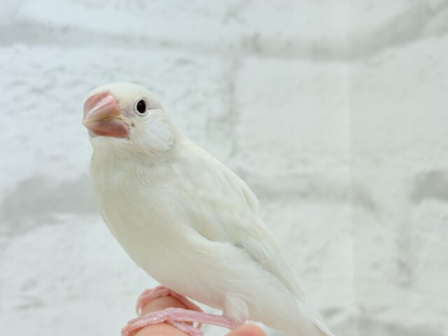 シルバーイノ文鳥