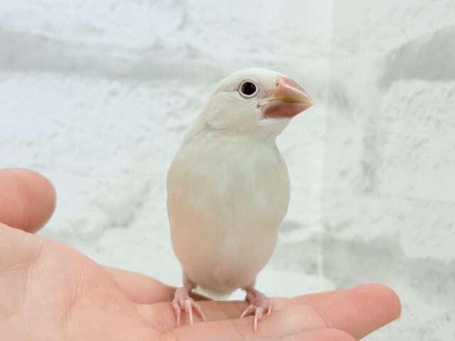 シルバーイノ文鳥