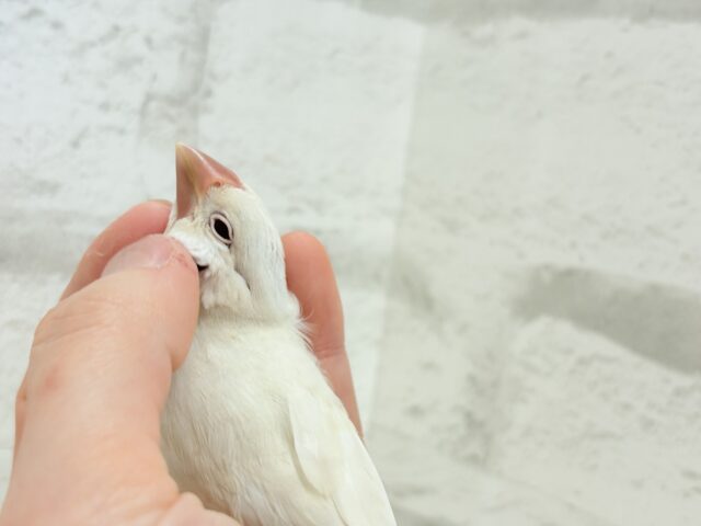 シルバーイノ文鳥