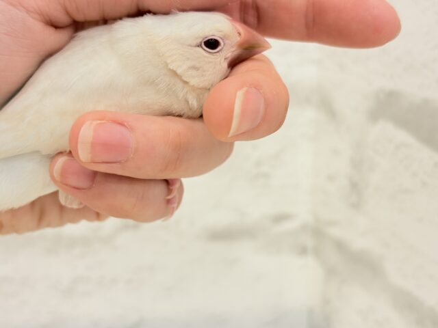 シルバーイノ文鳥