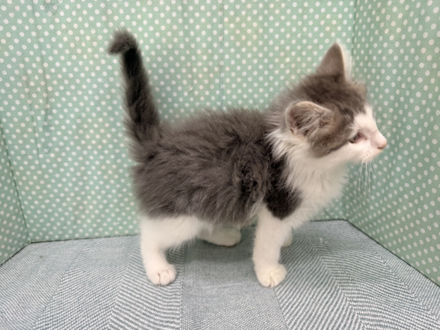 ノルウェージャンフォレストキャット