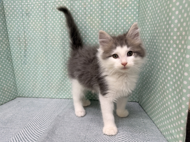 ノルウェージャンフォレストキャット