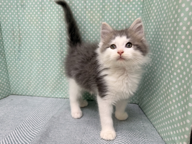 ノルウェージャンフォレストキャット