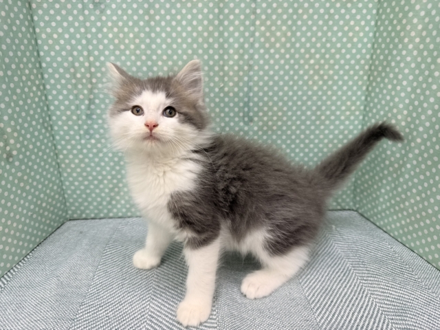 ノルウェージャンフォレストキャット