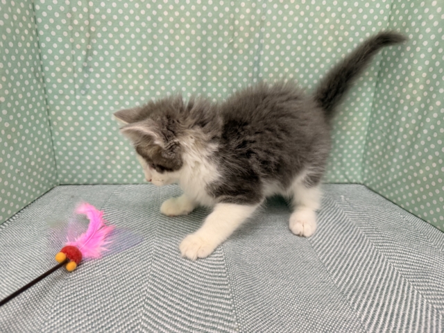 ノルウェージャンフォレストキャット