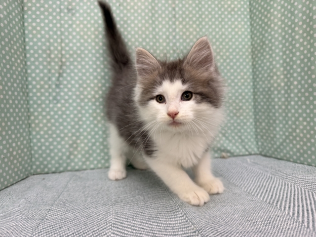 ノルウェージャンフォレストキャット