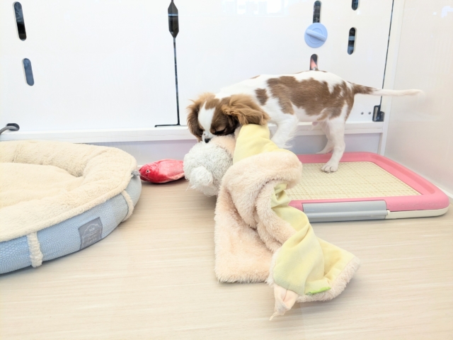 キャバリア・キングチャールズ・スパニエル