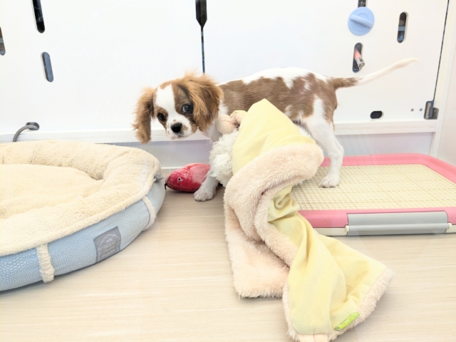 キャバリア・キングチャールズ・スパニエル