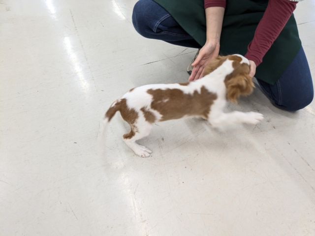 キャバリア・キングチャールズ・スパニエル