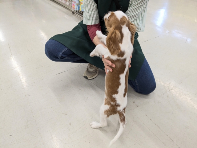 キャバリア・キングチャールズ・スパニエル