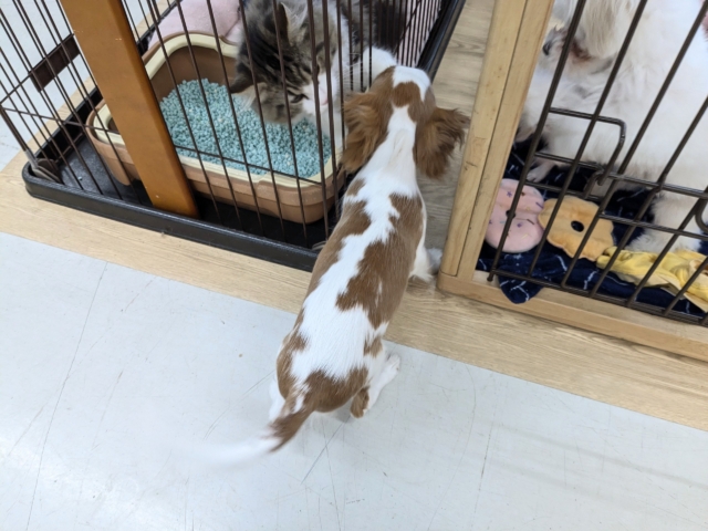 キャバリア・キングチャールズ・スパニエル