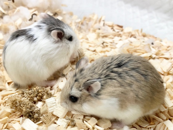 ロボロフスキーハムスター