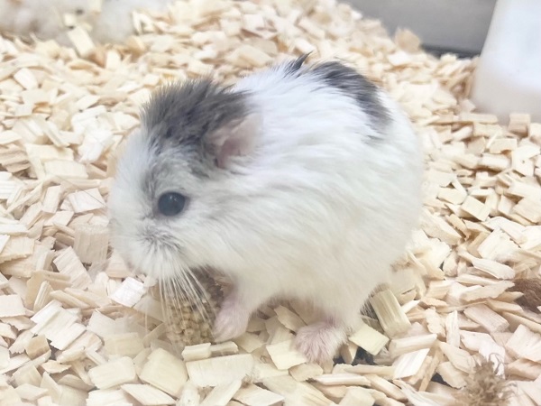 ロボロフスキーハムスター