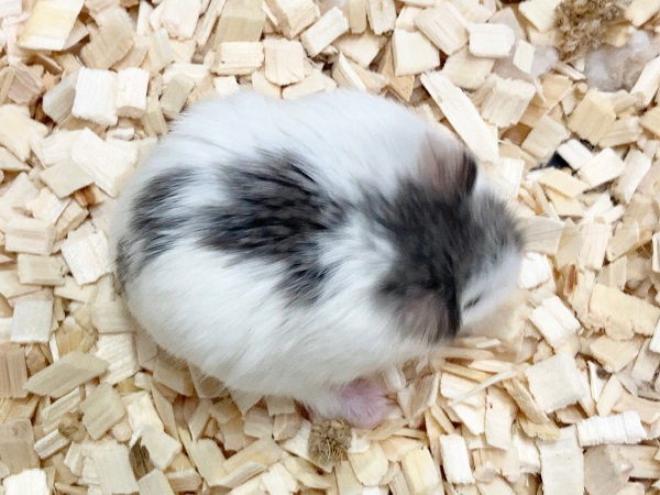 ロボロフスキーハムスター