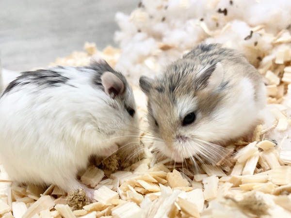 ロボロフスキーハムスター