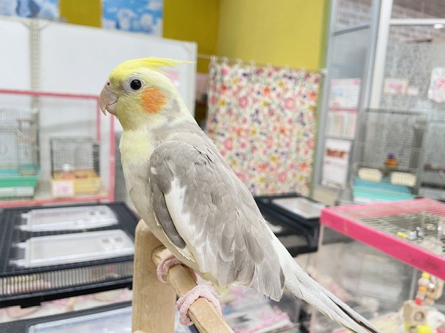 オカメインコ