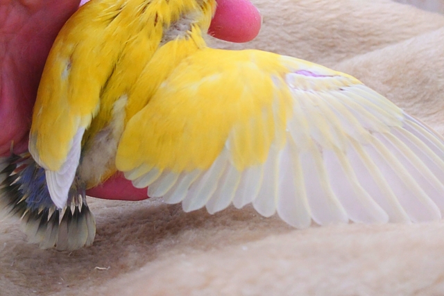 コザクラインコ（小桜インコ）