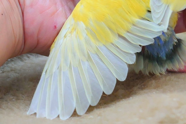 コザクラインコ（小桜インコ）