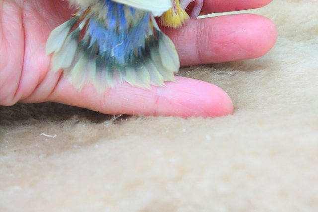 コザクラインコ（小桜インコ）