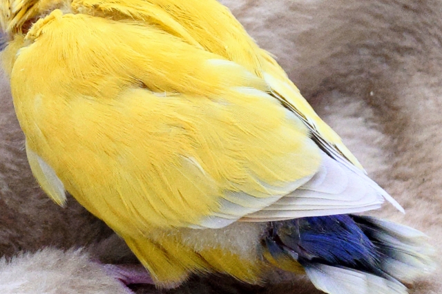 コザクラインコ（小桜インコ）