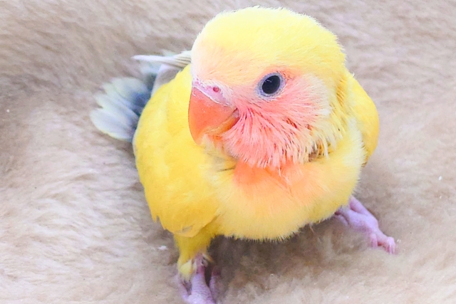 コザクラインコ（小桜インコ）