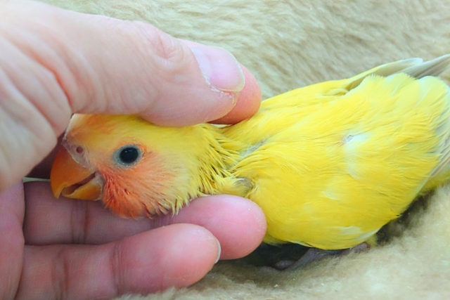 コザクラインコ（小桜インコ）