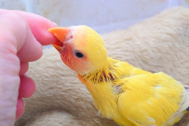 コザクラインコ（小桜インコ）