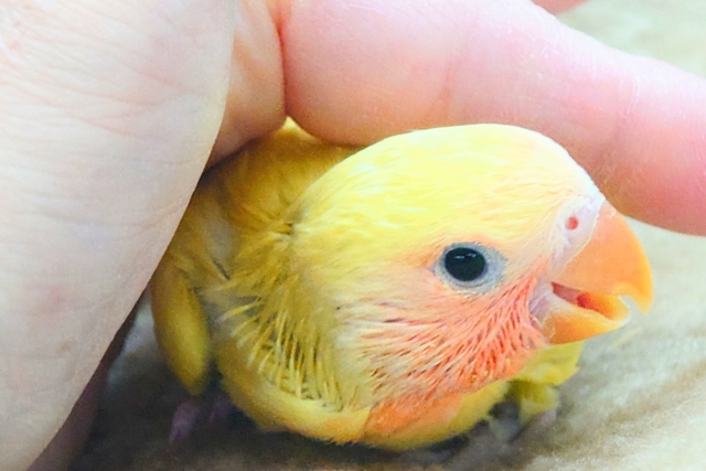 コザクラインコ（小桜インコ）