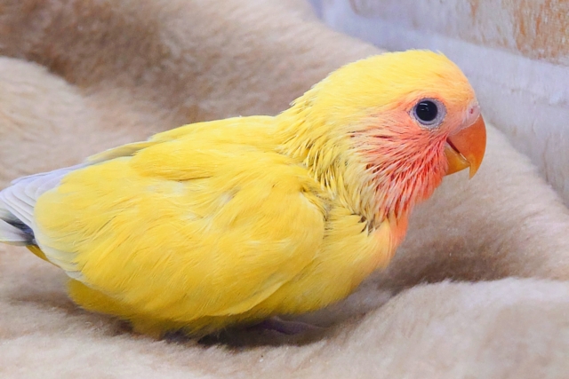 コザクラインコ（小桜インコ）