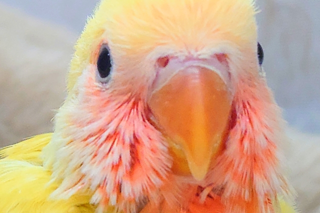 コザクラインコ（小桜インコ）