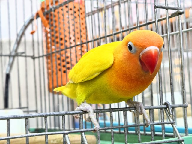 ヤマブキボタンインコ