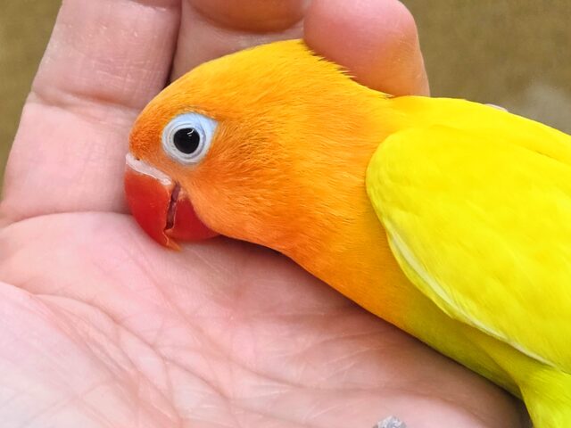 ヤマブキボタンインコ
