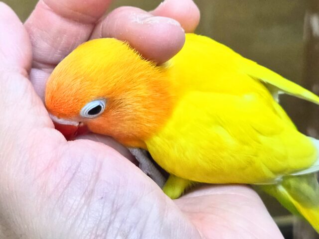 ヤマブキボタンインコ