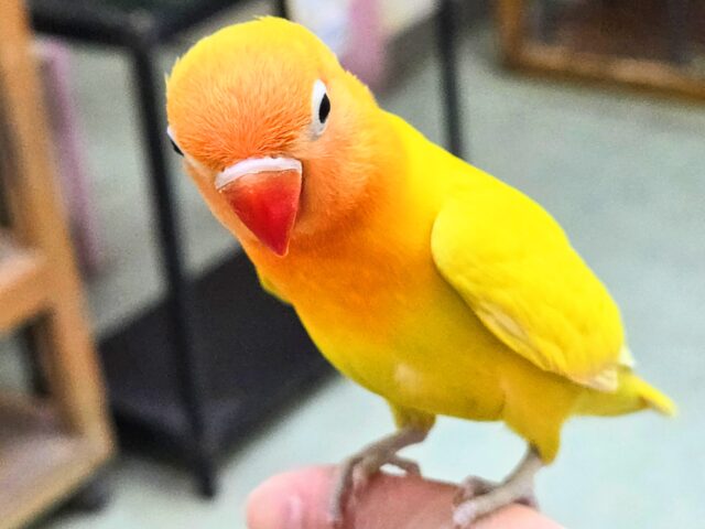 ヤマブキボタンインコ