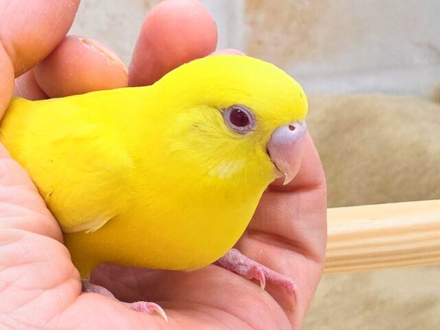 セキセイインコ