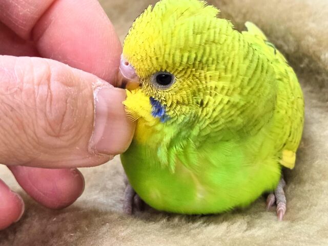 セキセイインコ